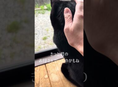 【猫動画】保護した仔猫と先住猫日常🐈‍⬛かわいいし癒し #保護猫 #子猫 #ねこのいる生活