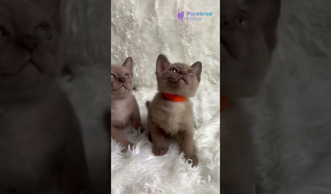 Meet Tina: Chocolate European Burmese Kitten with Yellow-Amber Glow Eyes 🤎✨ #EuropeanBurmese