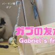 バーマン猫ガブ【ガブの友だち】Gabriel’s friend （バーマン猫）Birman/Cat