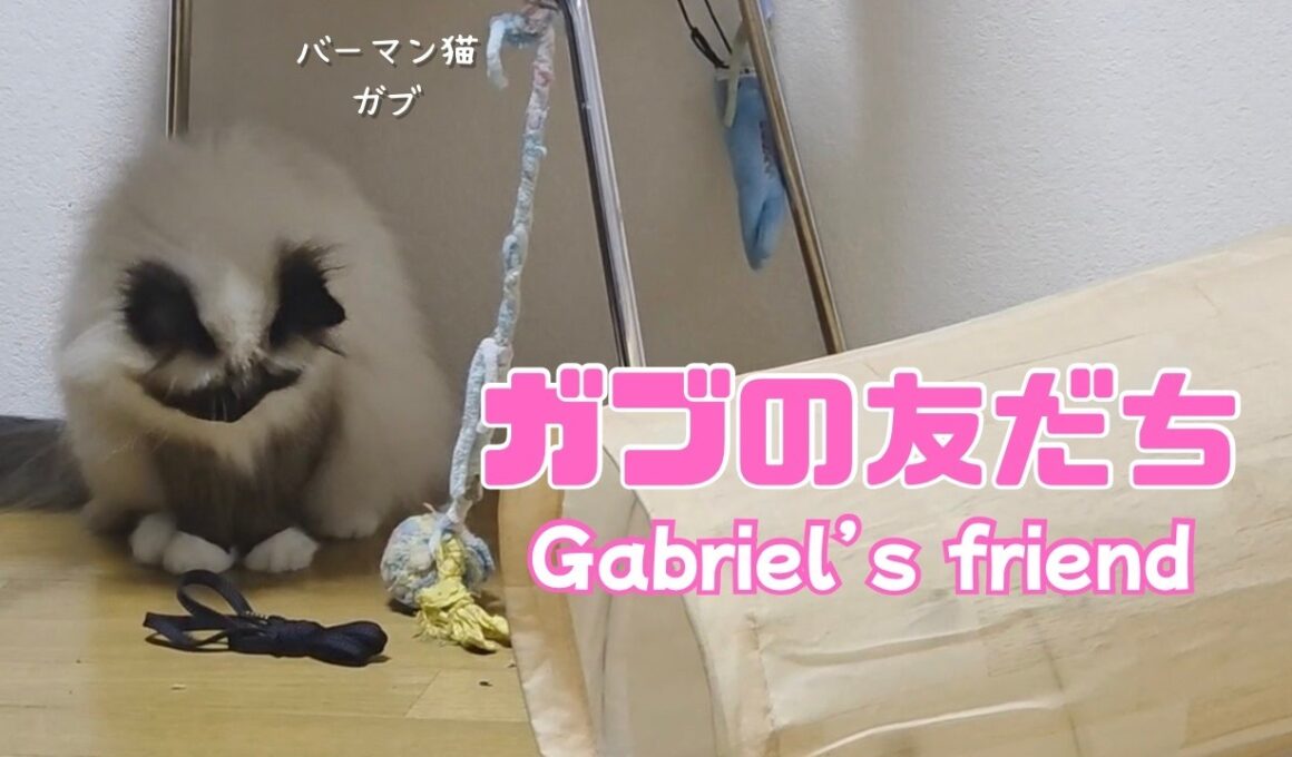 バーマン猫ガブ【ガブの友だち】Gabriel’s friend （バーマン猫）Birman/Cat