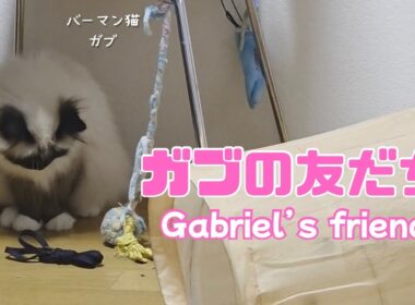 バーマン猫ガブ【ガブの友だち】Gabriel’s friend （バーマン猫）Birman/Cat