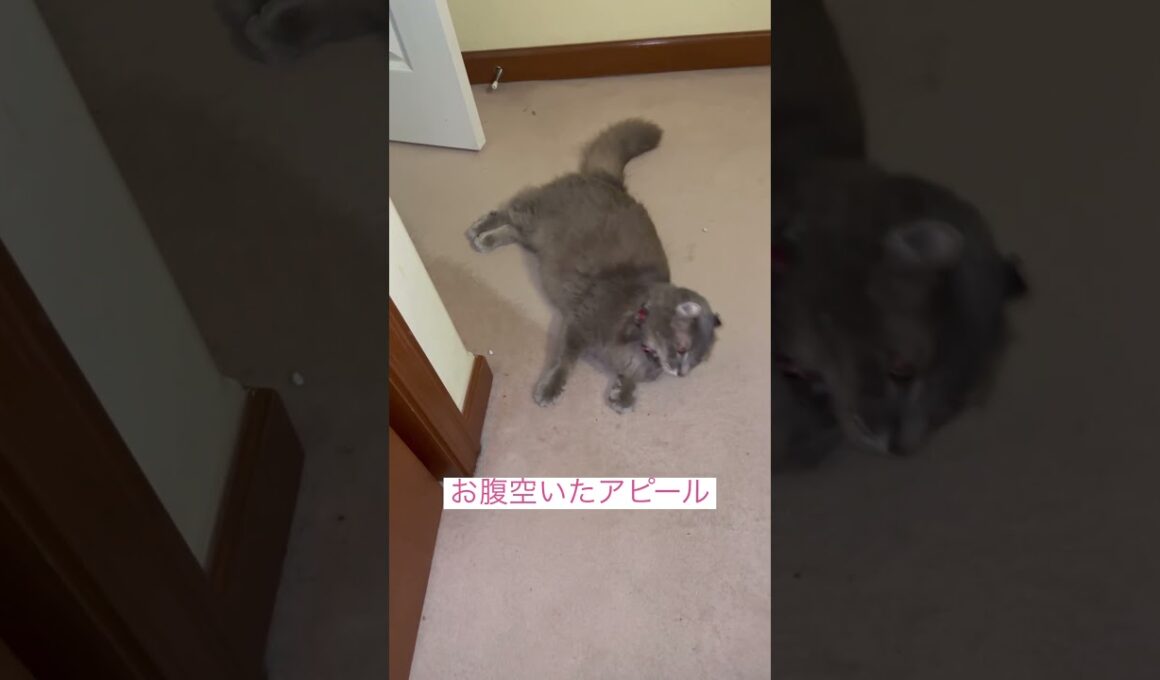 アピール #ねこ動画 #アメリカンカール