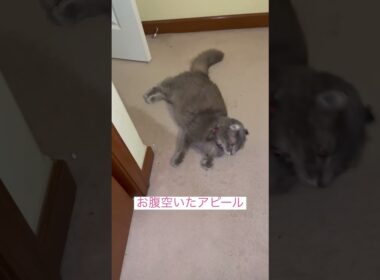 アピール #ねこ動画 #アメリカンカール