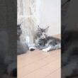 お目々ぱっちりなメインクーン子猫の安寿ちゃん