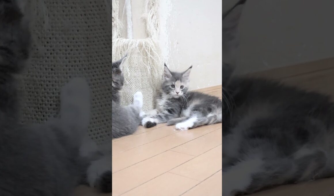 お目々ぱっちりなメインクーン子猫の安寿ちゃん