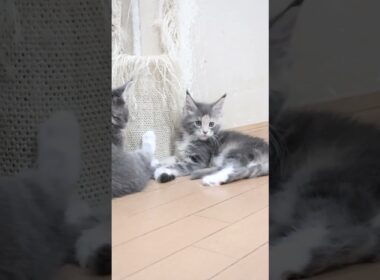 お目々ぱっちりなメインクーン子猫の安寿ちゃん