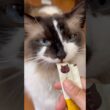 にゃっちを食べるらん丸 #グリンとグランの陽だまり日記 #cat #猫