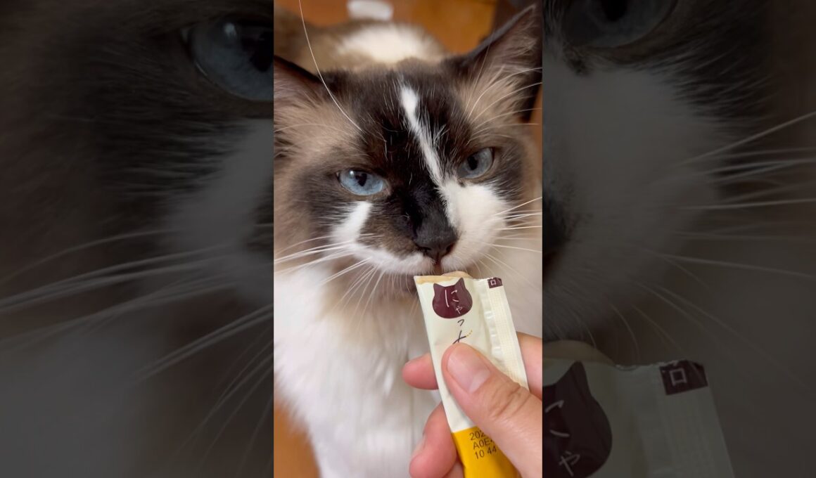にゃっちを食べるらん丸 #グリンとグランの陽だまり日記 #cat #猫