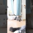 新しいカーテンが大好きなメインクーン子猫