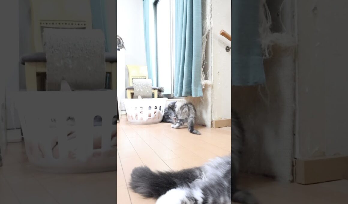 新しいカーテンが大好きなメインクーン子猫