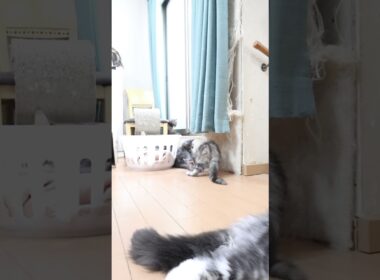 新しいカーテンが大好きなメインクーン子猫