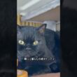 胡ヨエッティ#cat #にゃんグラム #猫のいる暮らし #セルカークレックス #ブリティッシュショートヘア