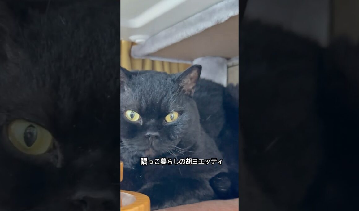 胡ヨエッティ#cat #にゃんグラム #猫のいる暮らし #セルカークレックス #ブリティッシュショートヘア