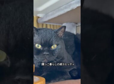 胡ヨエッティ#cat #にゃんグラム #猫のいる暮らし #セルカークレックス #ブリティッシュショートヘア