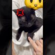 一触即発💥黒猫ボンベイ　#cat #ねこ #ねこのいる暮らし #ねこのいる生活 #ねこ動画 #猫好きさんと繋がりたい #かわいい #甘えん坊 #癒やし
