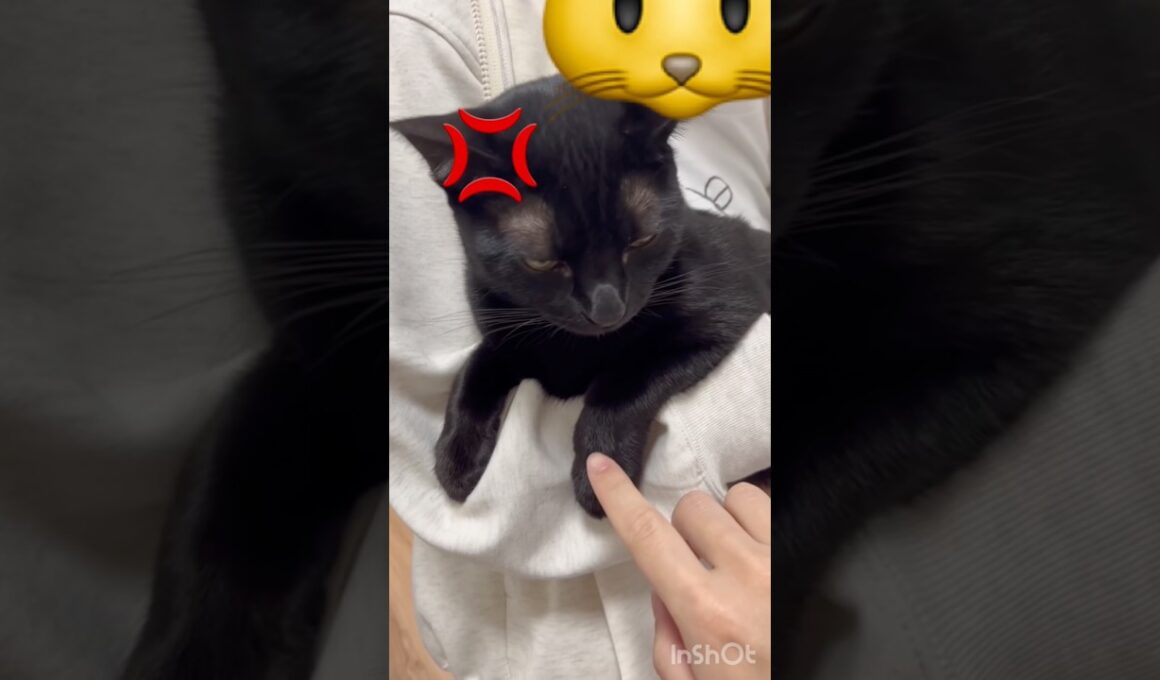 一触即発💥黒猫ボンベイ　#cat #ねこ #ねこのいる暮らし #ねこのいる生活 #ねこ動画 #猫好きさんと繋がりたい #かわいい #甘えん坊 #癒やし