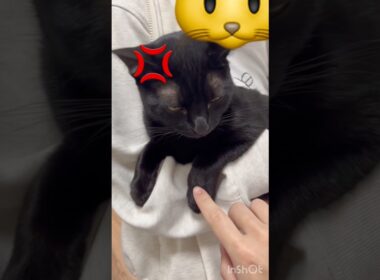 一触即発💥黒猫ボンベイ　#cat #ねこ #ねこのいる暮らし #ねこのいる生活 #ねこ動画 #猫好きさんと繋がりたい #かわいい #甘えん坊 #癒やし