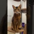 帰宅後のねこちゃん　#cat #ねこ #アビシニアン
