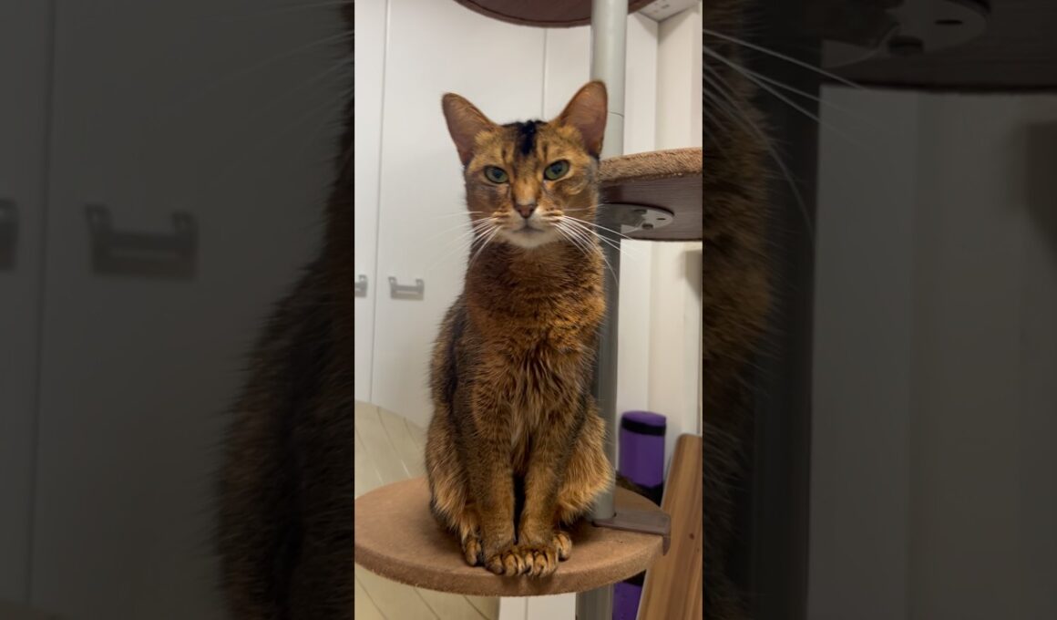 帰宅後のねこちゃん　#cat #ねこ #アビシニアン