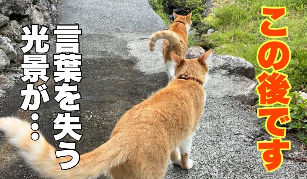 目を疑った…山奥の猫兄妹が向かった先で、とんでもないことが