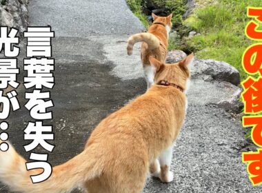 目を疑った…山奥の猫兄妹が向かった先で、とんでもないことが