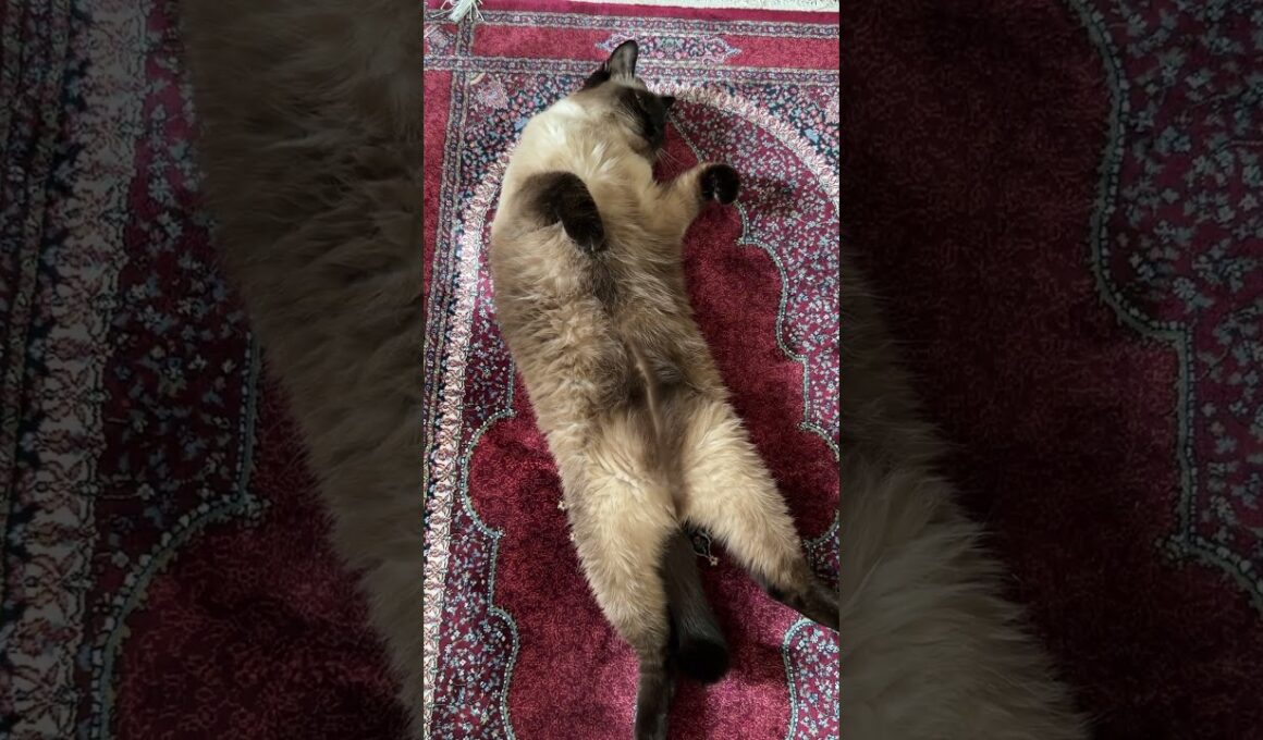 シャム猫のふくさん【たぬき猫】 #cat #しゃむねこ #猫のいる暮らし #猫好きさんと繋がりたい #ねこ #cutecat #cat