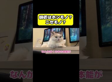 師匠はホンモノ？ニセモノ？　#猫 #おもしろ #アテレコ #ニャンチューバーつくし