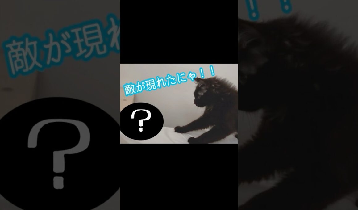 突然現れた敵にブチギレる子猫【双子保護猫】
