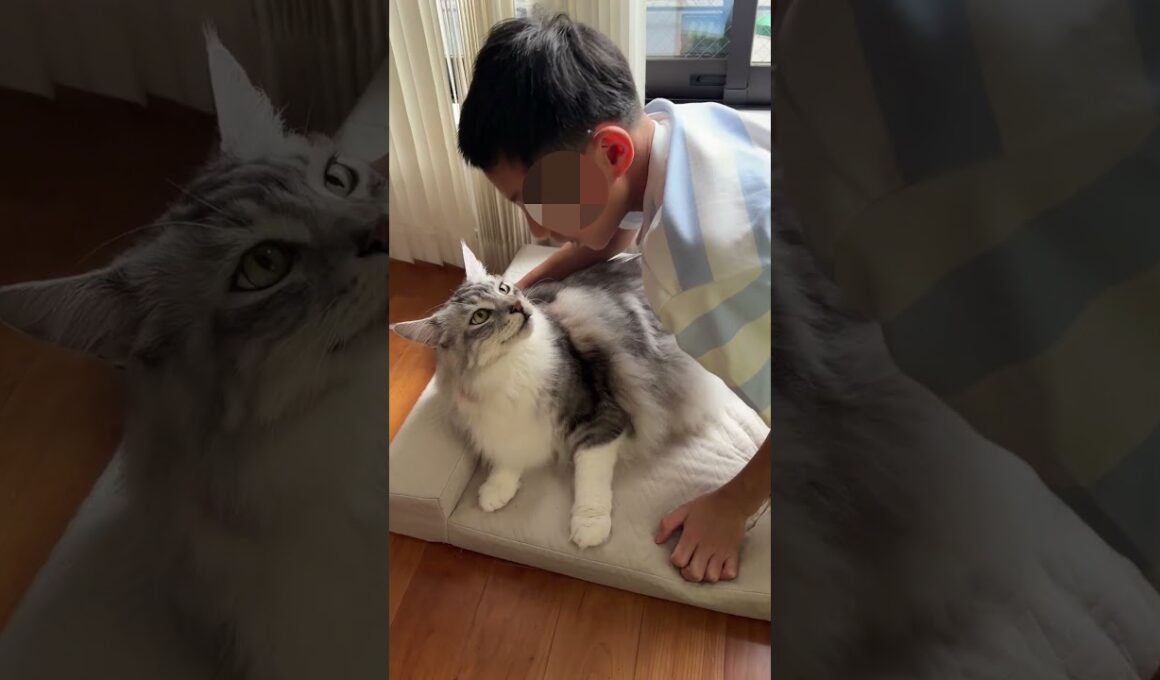 朝少年を送り出す時の大型猫の鳴き声#shorts