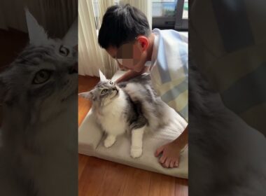 朝少年を送り出す時の大型猫の鳴き声#shorts