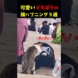 いたずら猫のおもしろ可愛い瞬間５選#cat #面白集  #ねこ #笑ったら負け