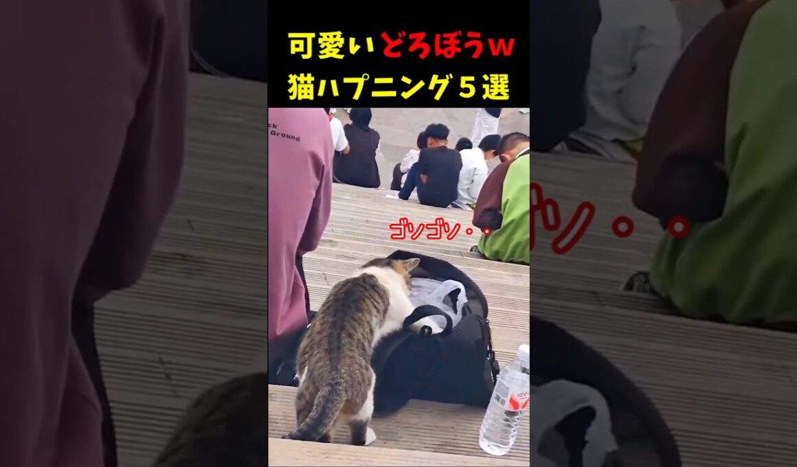 いたずら猫のおもしろ可愛い瞬間５選#cat #面白集  #ねこ #笑ったら負け
