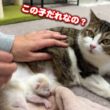 育児放棄された子猫を無関係な母猫に預けてみたら…