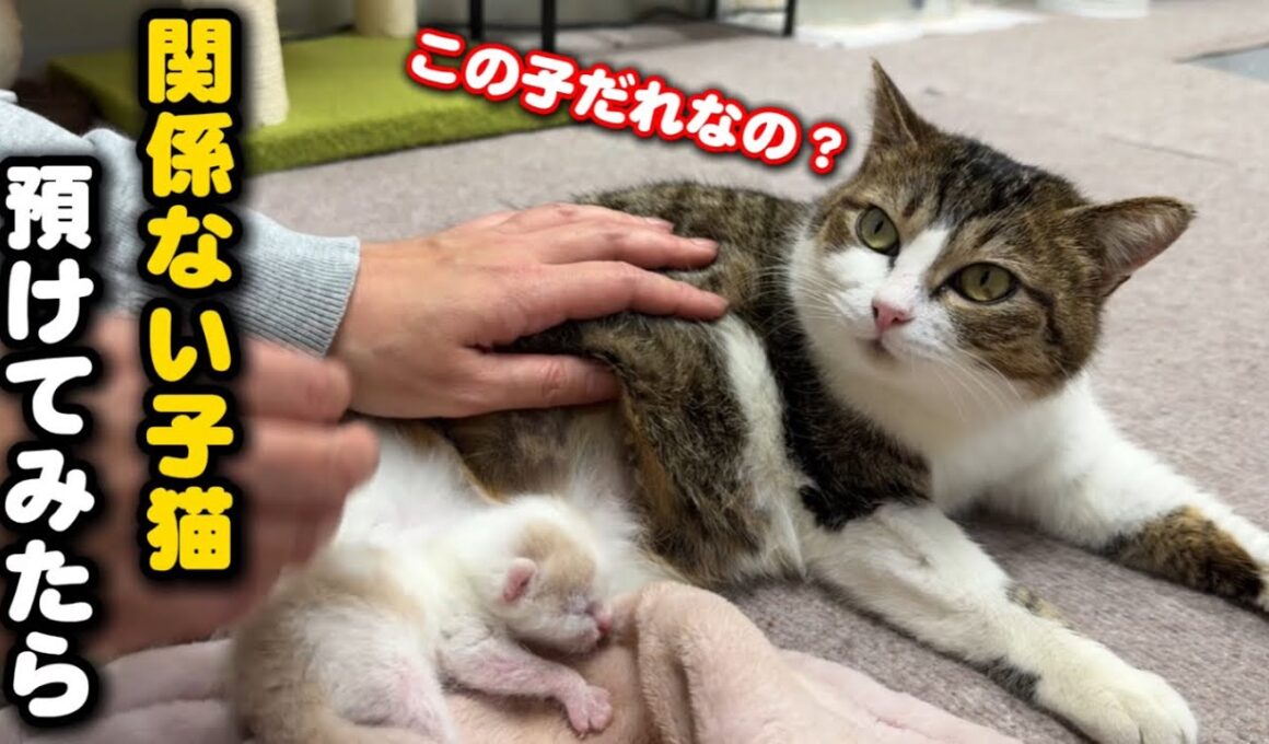 育児放棄された子猫を無関係な母猫に預けてみたら…