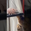 いつも姉猫にいじわるされる猫アレクサンドラ【スフィンクス】
