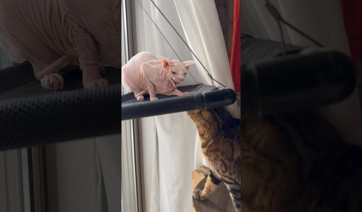 いつも姉猫にいじわるされる猫アレクサンドラ【スフィンクス】