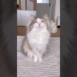 この声で実はデカ猫なパリス🤫 #ノルウェージャンフォレストキャット #鳴き声 #cat #cutecat #猫