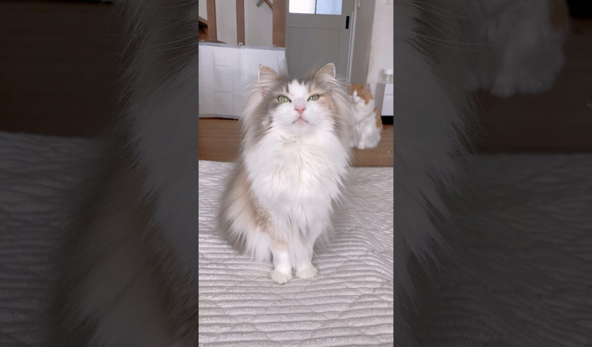 この声で実はデカ猫なパリス🤫 #ノルウェージャンフォレストキャット #鳴き声 #cat #cutecat #猫