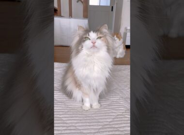 この声で実はデカ猫なパリス🤫 #ノルウェージャンフォレストキャット #鳴き声 #cat #cutecat #猫