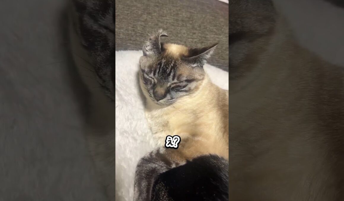 猫の寝ぐせ初めて見た