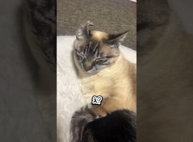 猫の寝ぐせ初めて見た
