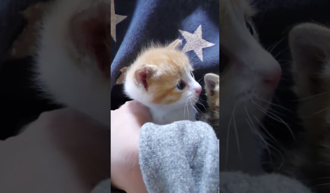 抱っこされてご満悦の子猫さん達【赤ちゃん猫　保護猫】 #gatto #kitten #cat #子ネコ #好きな子猫 #子猫 #meow #エウレカねこ部 #ねこ