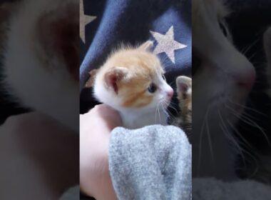 抱っこされてご満悦の子猫さん達【赤ちゃん猫　保護猫】 #gatto #kitten #cat #子ネコ #好きな子猫 #子猫 #meow #エウレカねこ部 #ねこ