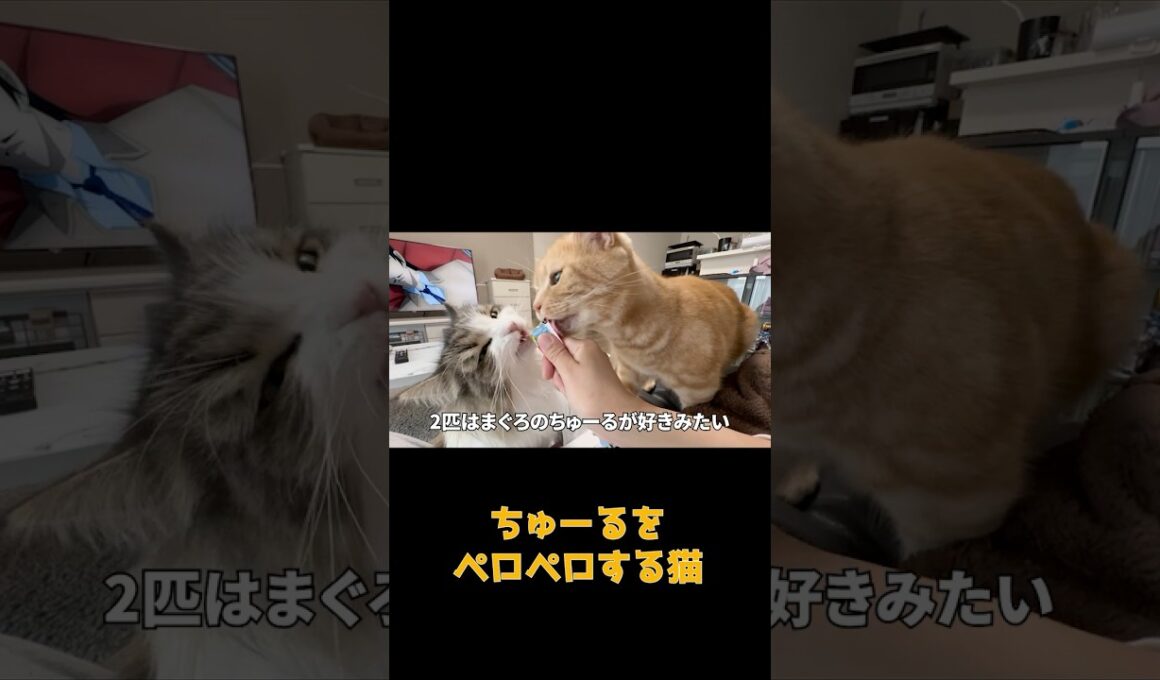 ちゅーるを食べて幸せそうな猫  #ネコ #cat  #ねこ #猫のいる生活 #shorts #アメショ #ノルウェージャンフォレストキャット #アメリカンショートヘア #猫のいる暮らし