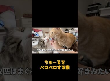 ちゅーるを食べて幸せそうな猫  #ネコ #cat  #ねこ #猫のいる生活 #shorts #アメショ #ノルウェージャンフォレストキャット #アメリカンショートヘア #猫のいる暮らし