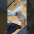 重すぎる愛が暴走する猫がこちらですw  #マンチカン #猫 #猫のいる暮らし