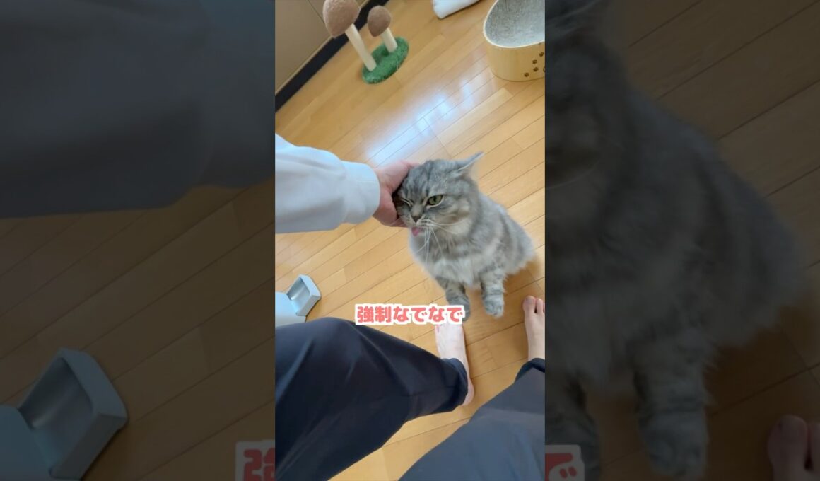 重すぎる愛が暴走する猫がこちらですw  #マンチカン #猫 #猫のいる暮らし