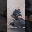 男性が雨の中で動かない子猫を救った #保護猫 #子猫 #黒猫 #犬と猫 #猫癒し