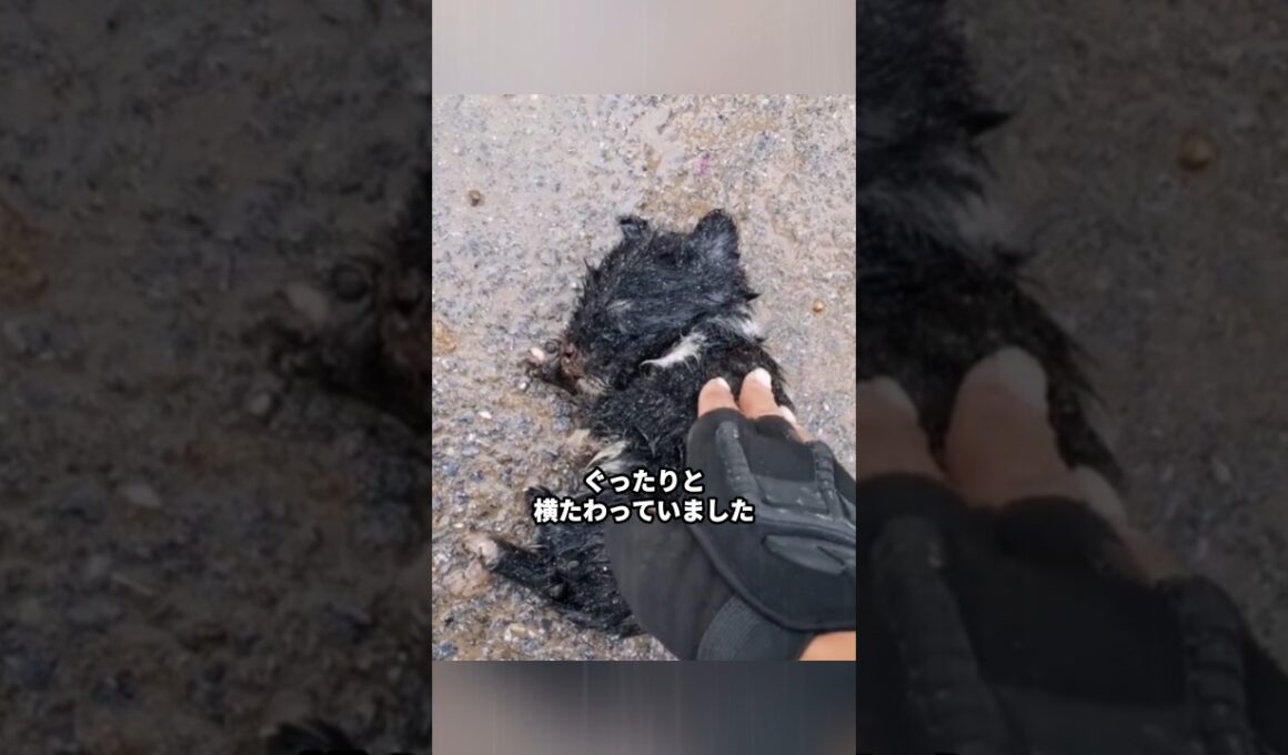 男性が雨の中で動かない子猫を救った #保護猫 #子猫 #黒猫 #犬と猫 #猫癒し