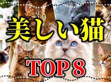 あなたの1位はどれ？世界一美しい猫ランキングトップ8